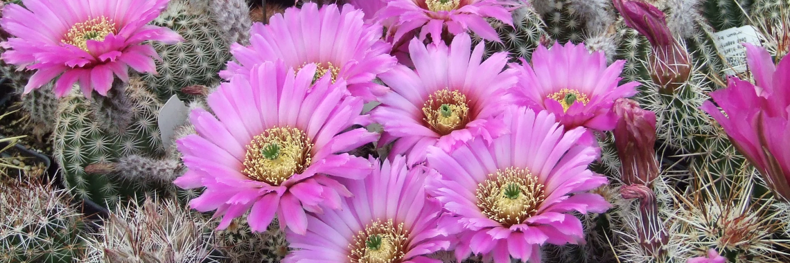 Echinocereus reichenbachii