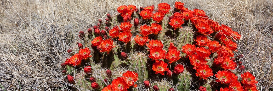 Echinocereus triglochidiatus