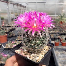 Escoparia vivipara Escoparia vivipara