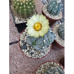 Astrophytum asterias 5-rippig Astrophytum asterias 5-rippig