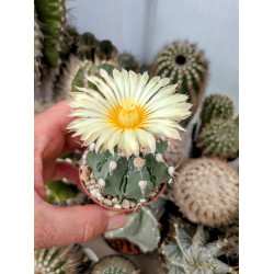 Astrophytum asterias Hybride mit seltener rein gelber Blüte Astrophytum asterias Hybride mit seltener rein gelber Blüte