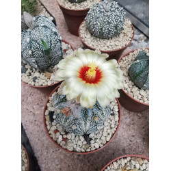 Astrophytum asterias kabuto Hybride mit normaler Blüte Astrophytum asterias kabuto Hybride mit normaler Blüte