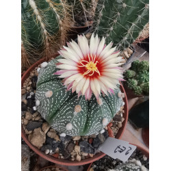 Astrophytum asterias Hybride mit rötlicher Blüte Astrophytum asterias Hybride mit rötlicher Blüte