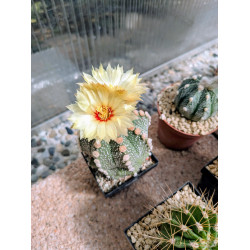 Astrophytum asterias Hybride mit seltener gefiederter Blüte Astrophytum asterias Hybride mit seltener gefiederter Blüte