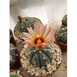 Astrophytum asterias Hybride mit schöner orange-farbener Blüte Astrophytum asterias Hybride mit schöner orange-farbener Blüte
