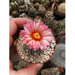 Astrophytum asterias Hybride mit seltener rot-orange-farbener Blüte Astrophytum asterias Hybride mit seltener rot-orange-farbener Blüte