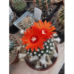 Parodia sanguiniflora Parodia sanguiniflora